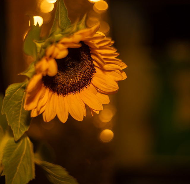 DSC08029 копия