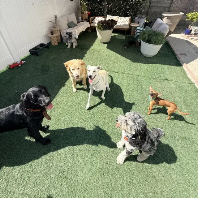 Dogs at Duke's Doggy Daycare