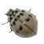 IMG 3231.gif