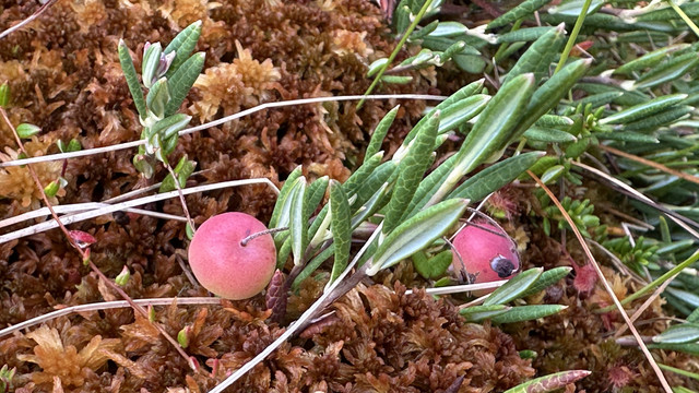 IMG 4761.jpg