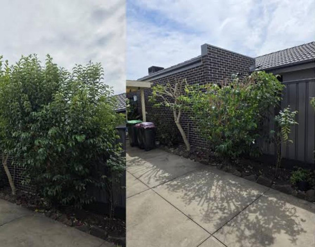 Tree Trimming