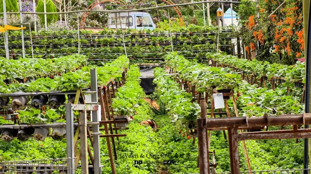 Green View Garden10.webp