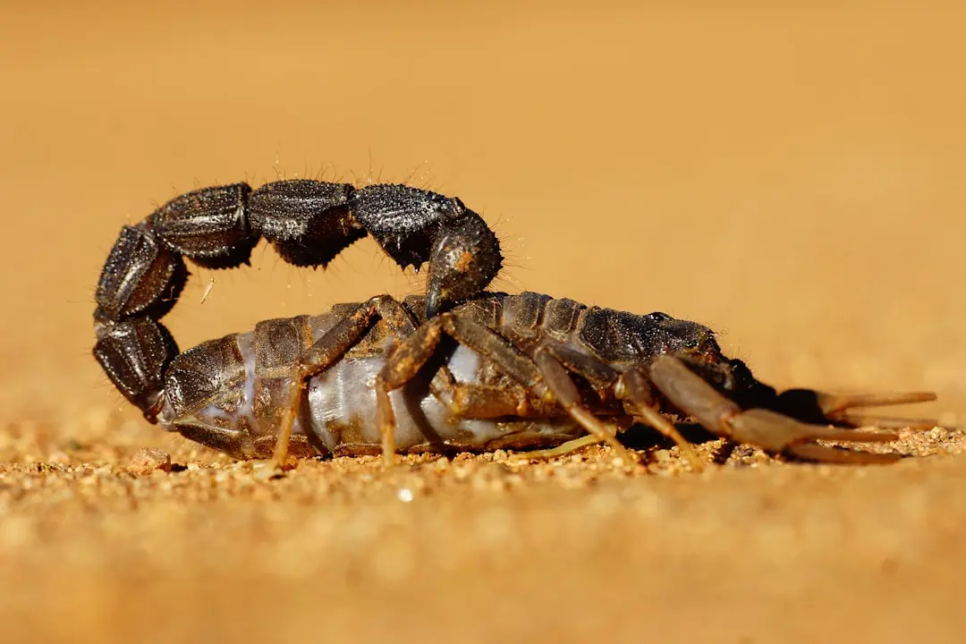 Scorpionii își regăsesc direcția