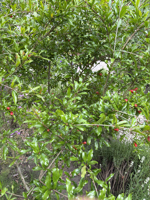 IMG-5014