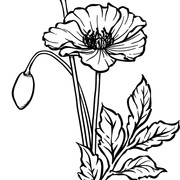 APRIL Poppies