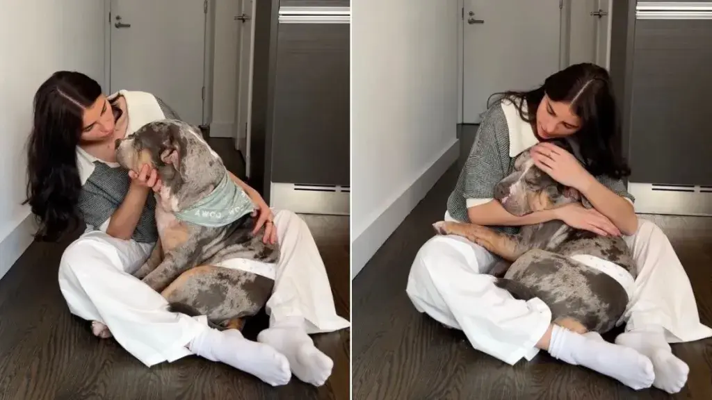 Rescue Dog Gets Pep Talk Before Adoption Event