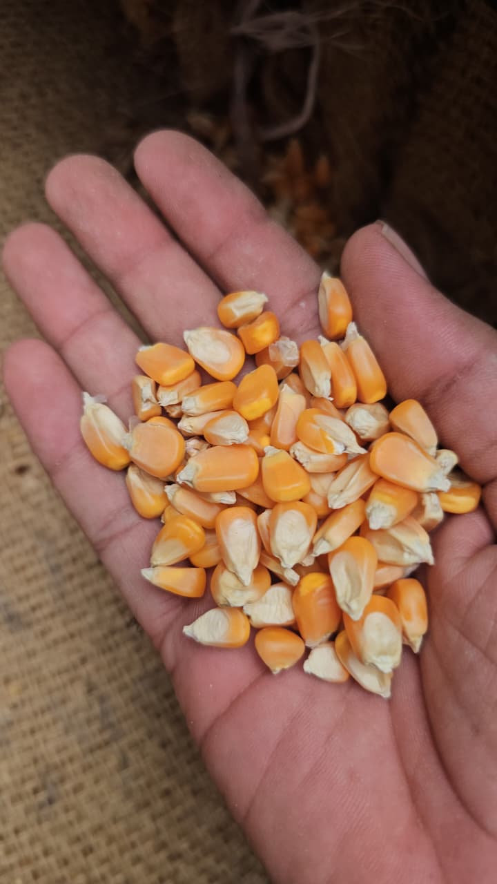 Maize