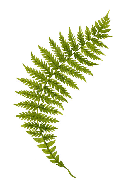 shutterstock 1060048400