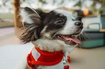 Small Dogs That Retain Their Puppy Looks