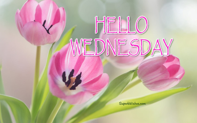 Wednesday-44