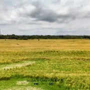 Sawah Air Papan3