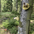 comp IMG 8470