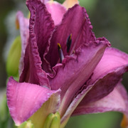 DSC 0492