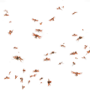Rot-Wasps2