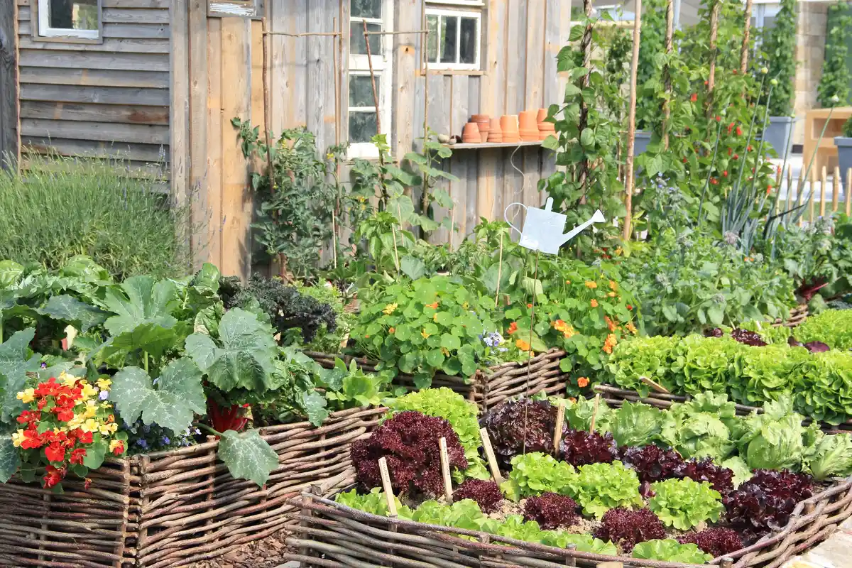 7 lucruri pentru a vă îmbunătăți grădina de legume în această vară