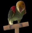 DYH