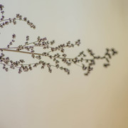 DSC00906