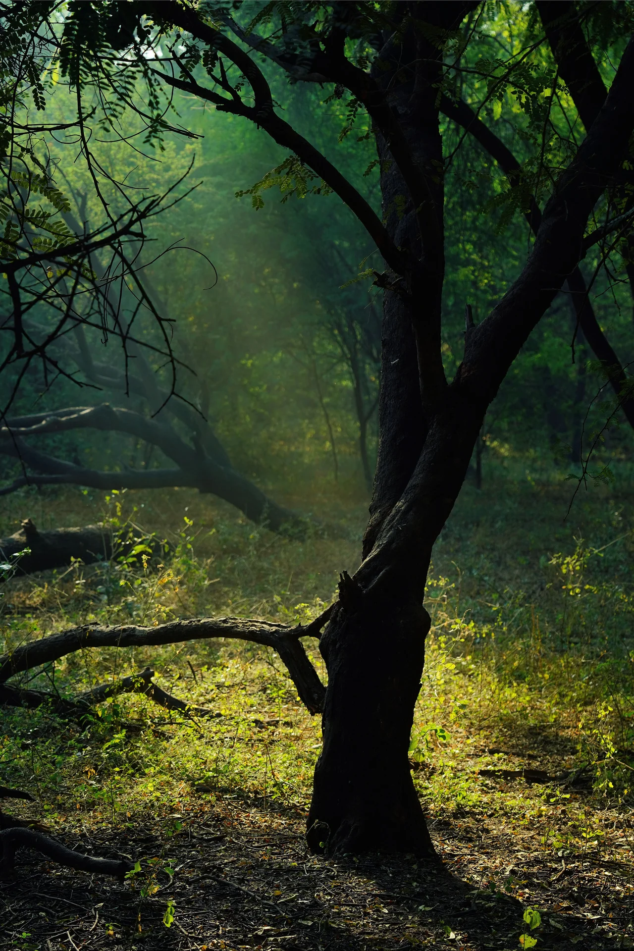 High quality Nature Photography wallpaper by Ankit Rainloure from Pexels