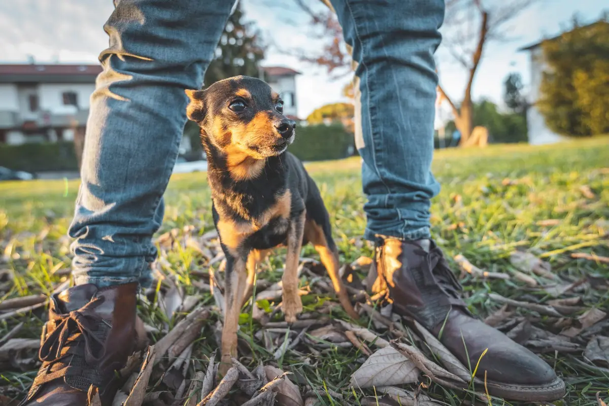 Can Dogs Detect Human Fear?