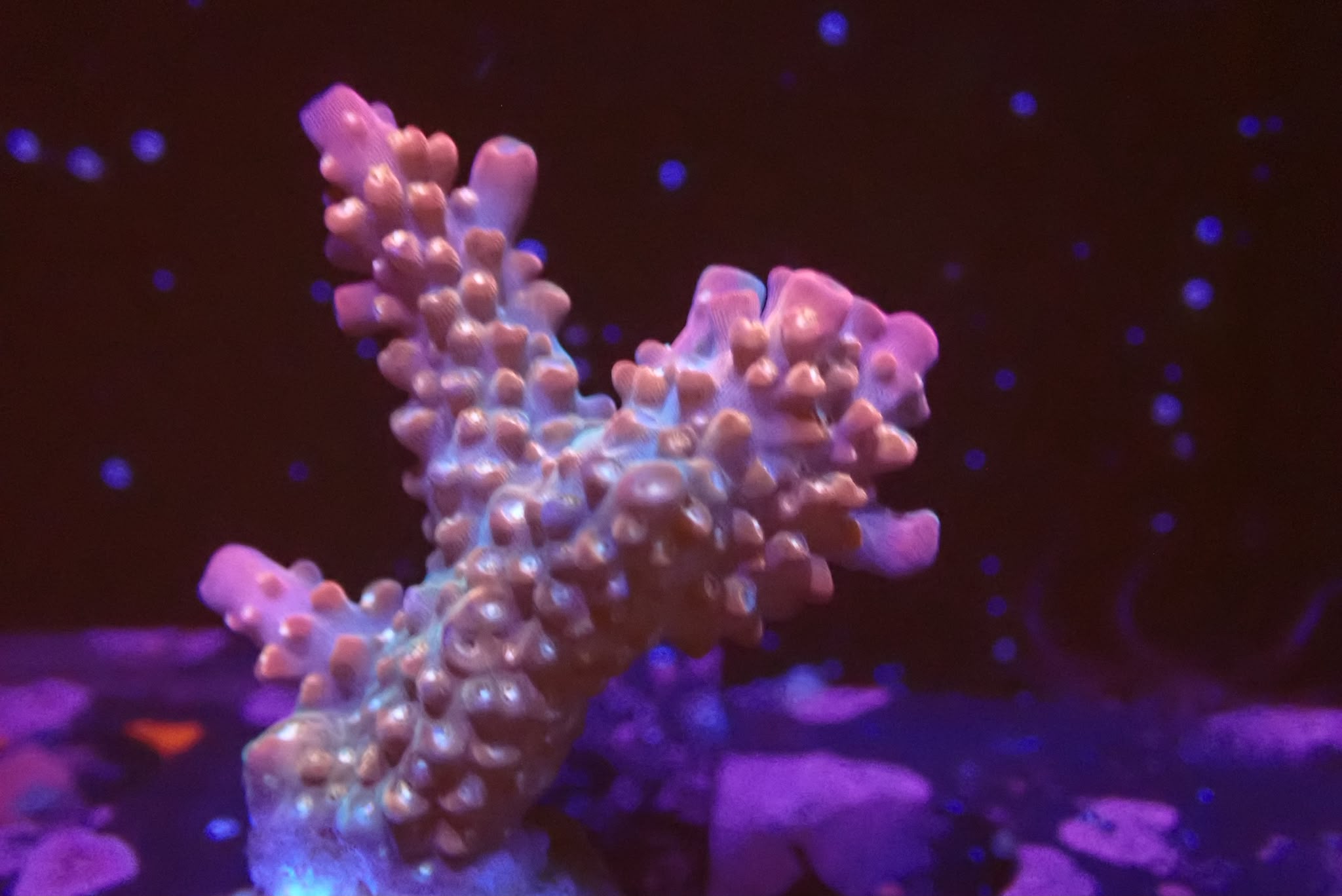 Candy Cane Acropora