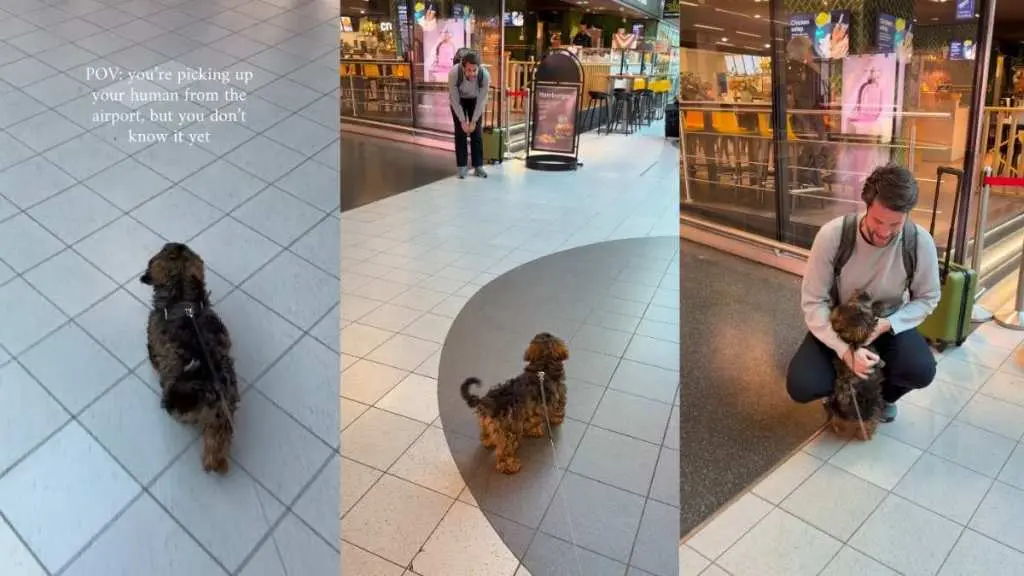 Tiny Dog Delivers Heartwarming Welcome for Dad at Airport