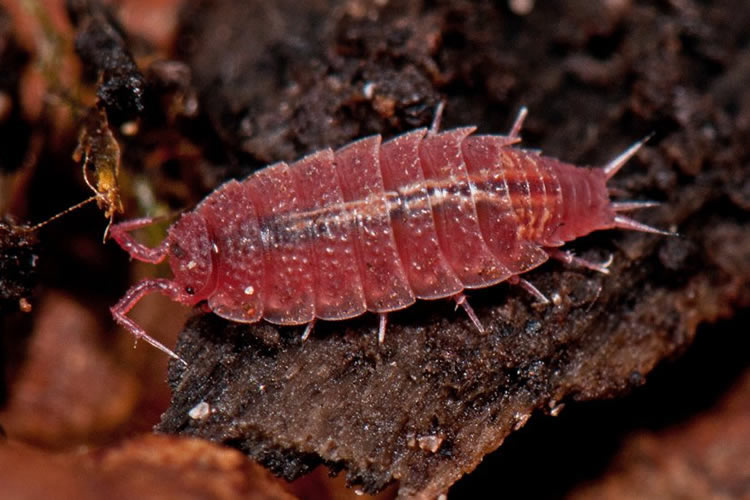 Red Isopods? | Dendroboard