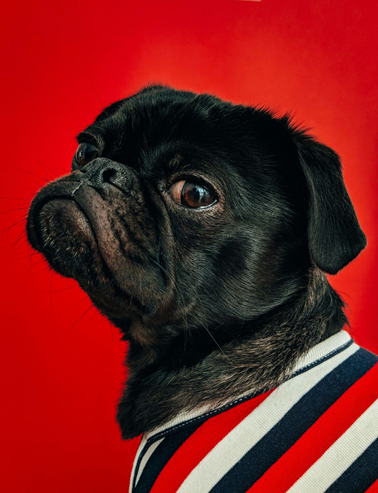 Causes, Treatment, and Prevention of Tear Stains in Dogs