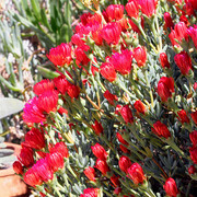 IMG-7703