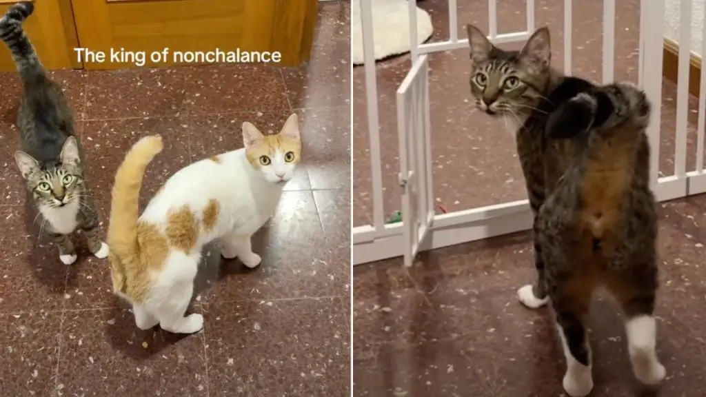 Cat Opens Tiny Door 'Nonchalantly', Seeks Recognition