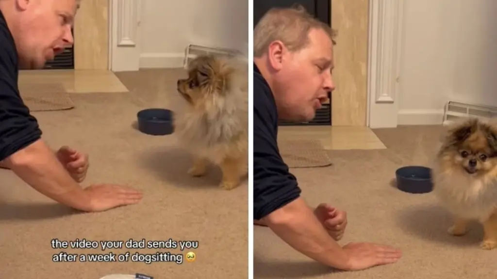 Heartwarming Moment: Dog and Grandpa Chat Like Old Friends