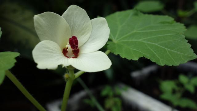 DSC03598-Original