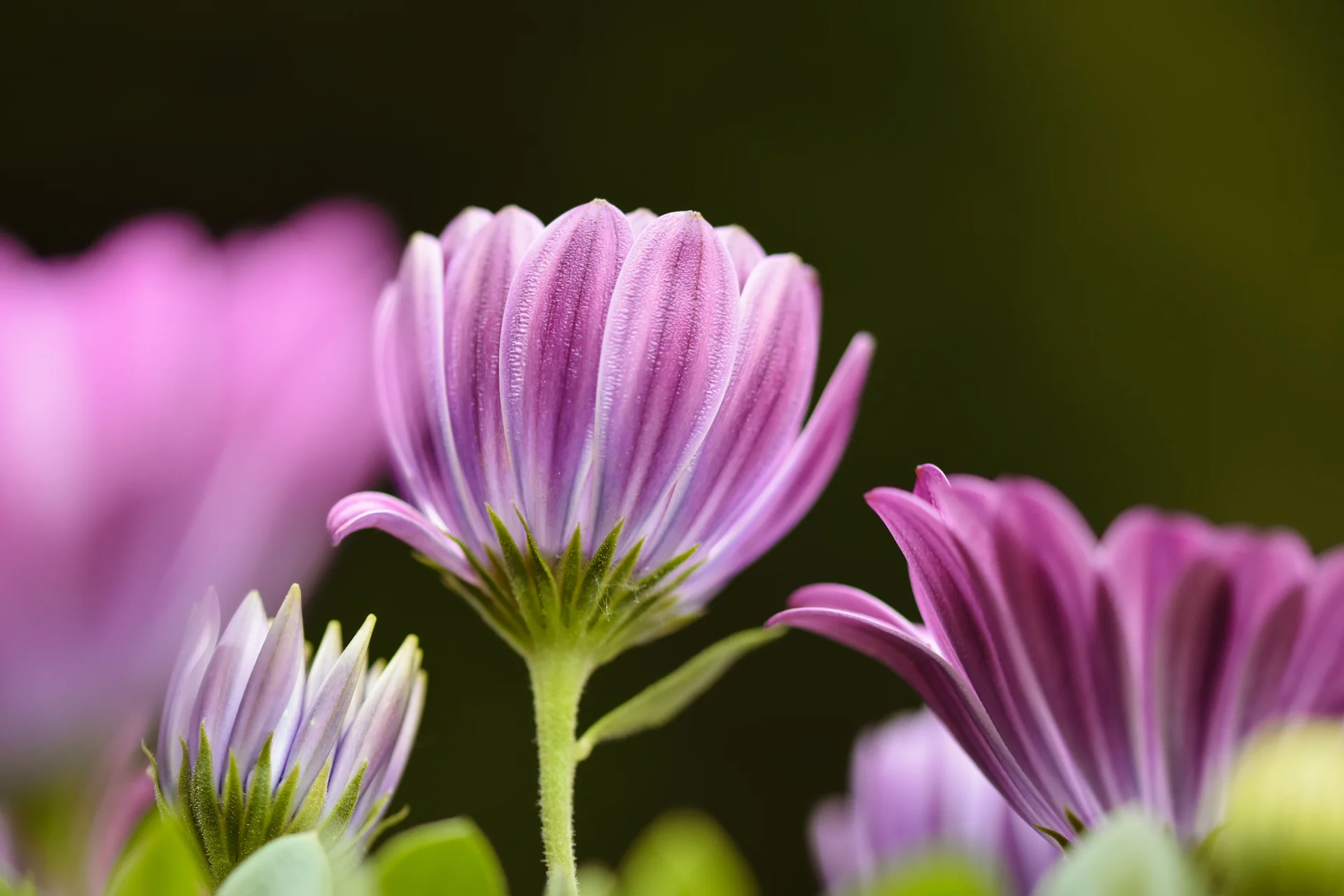 High quality Flower Wallpaper wallpaper by Alexas Fotos from Pexels