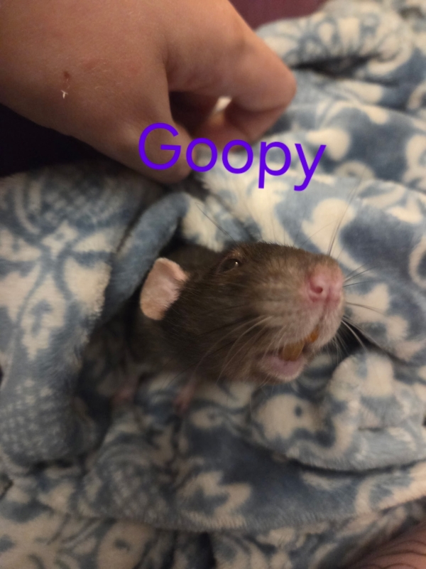 goopy2