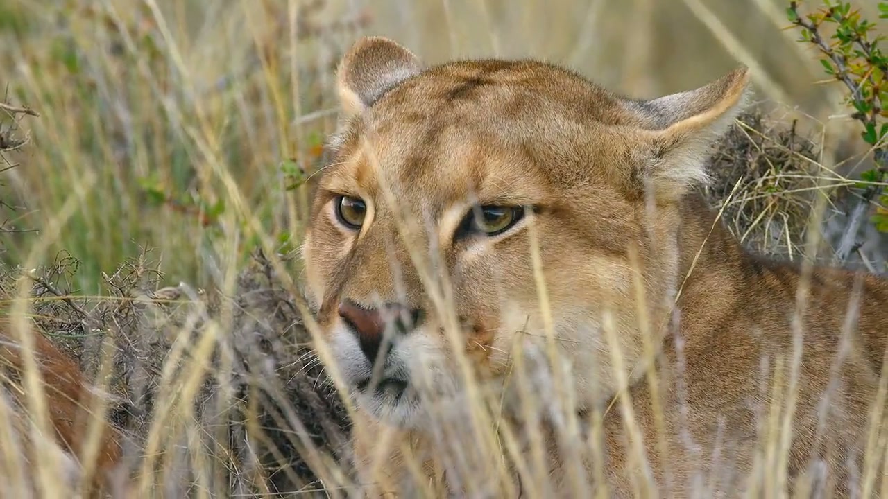 Animal Screenshot