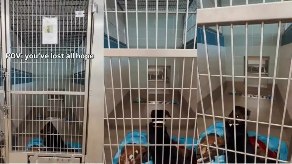 Shelter Dog's Desperate Wait