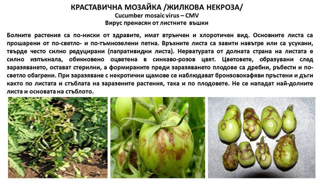 Краставична мозайка Жилкова некроза