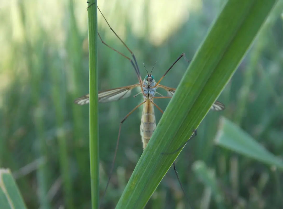 Laptele din tuberculi Cyperus esculentus: O alternativă sănătoasă