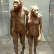 Australopithecus