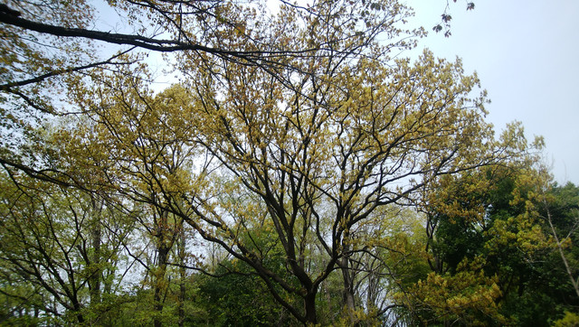 DSC-0002