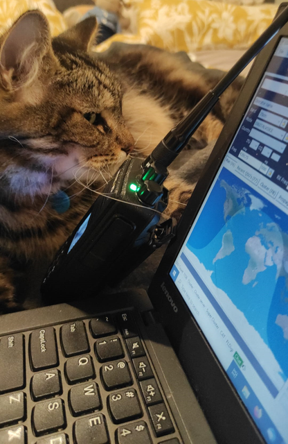 cat