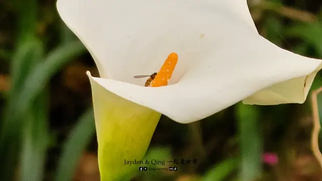 玉蜂谷蜜蜂园6