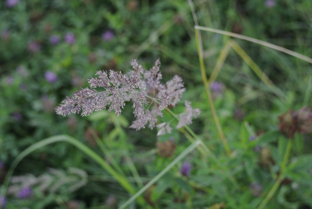 DSC5291-result.jpg