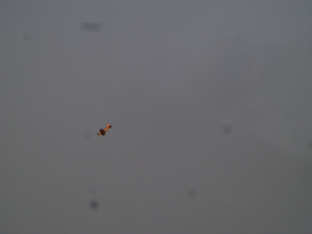 DSC01101.jpg