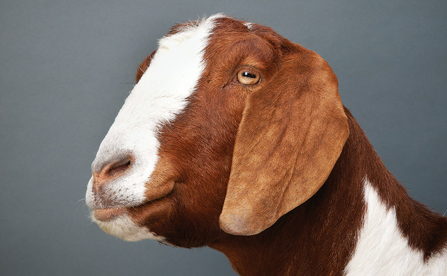 boer