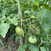 tomato