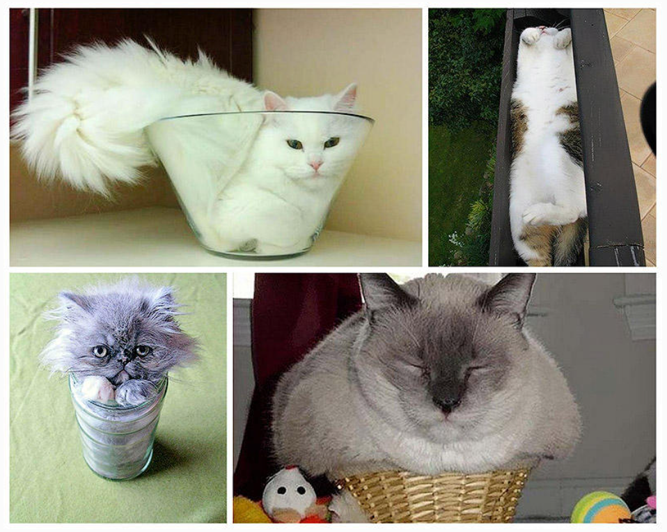 коты это жидкость прикол. кот растекся. кот в раковине. коты это жидкость доказательство. жидкий кот.