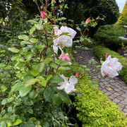 IMG-0680