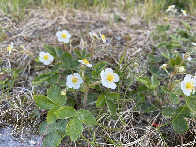 986-CE8-D8-2-F1-F-44-E8-A857-2513-B9-DD4