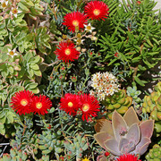 IMG-7581