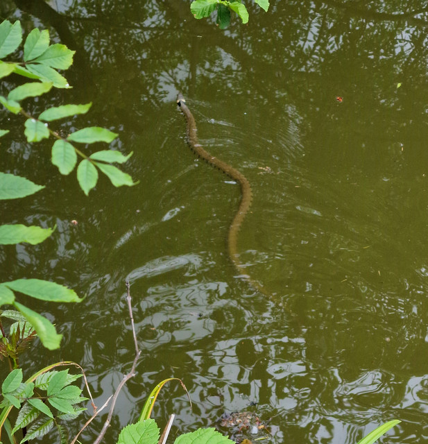 Grass-snake